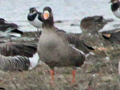 Greylag Goose x Greater White-fronted Goose hybrid